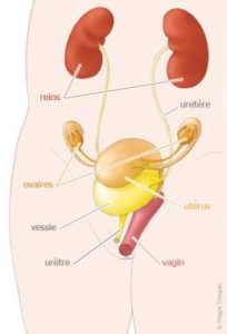 Appareil urogénitale anatomie