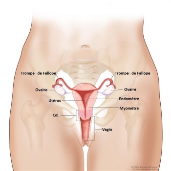 anatomie de l'utérus